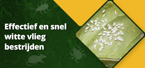 Wat Te Doen Tegen Witte Vlieg
